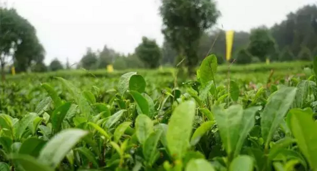 1524445772397193.png c1.png