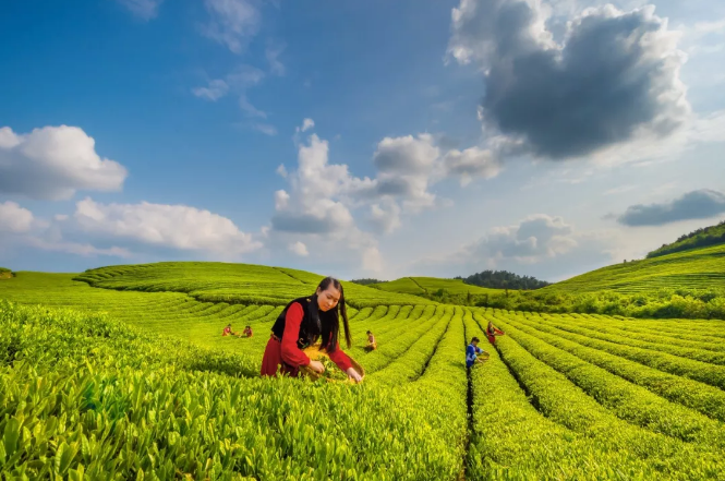 1527039367170475.png c5.png