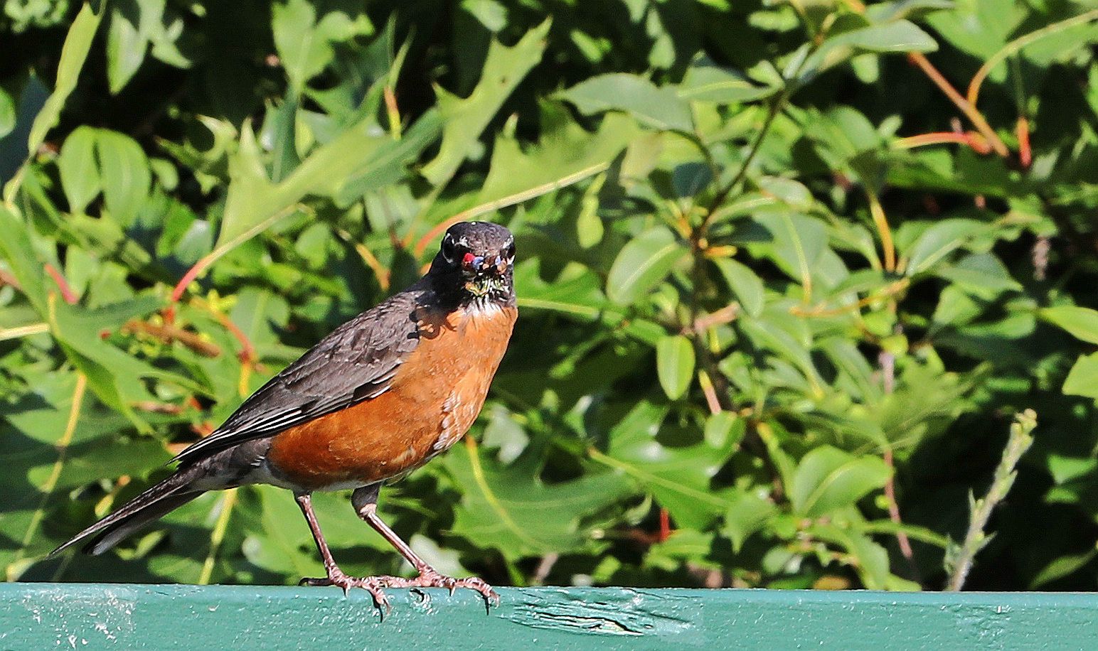 知更鸟(加拿大)